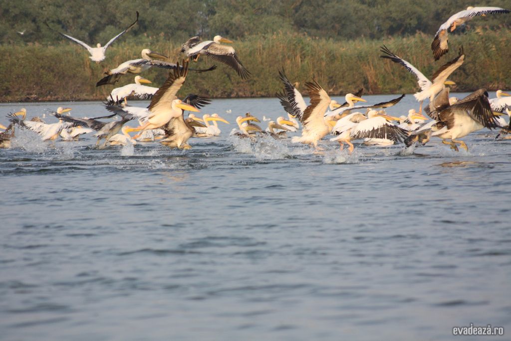 Wildlife in Delta Dunarii - Crisan | 4